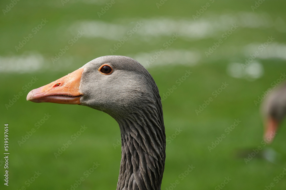 Closeup of a greylag goose head and neck. Closeup of a greylag goose head and neck.