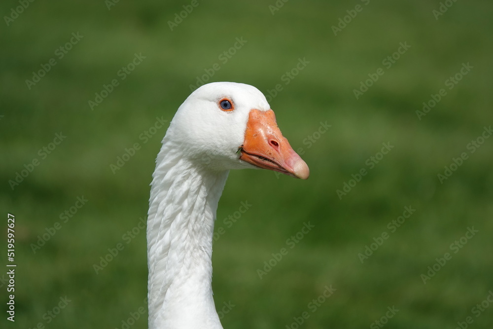 A closeup of the head and neck of a domestic goose against a blurred green background. 