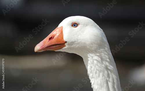 A closeup of the head of a domestic goose. 