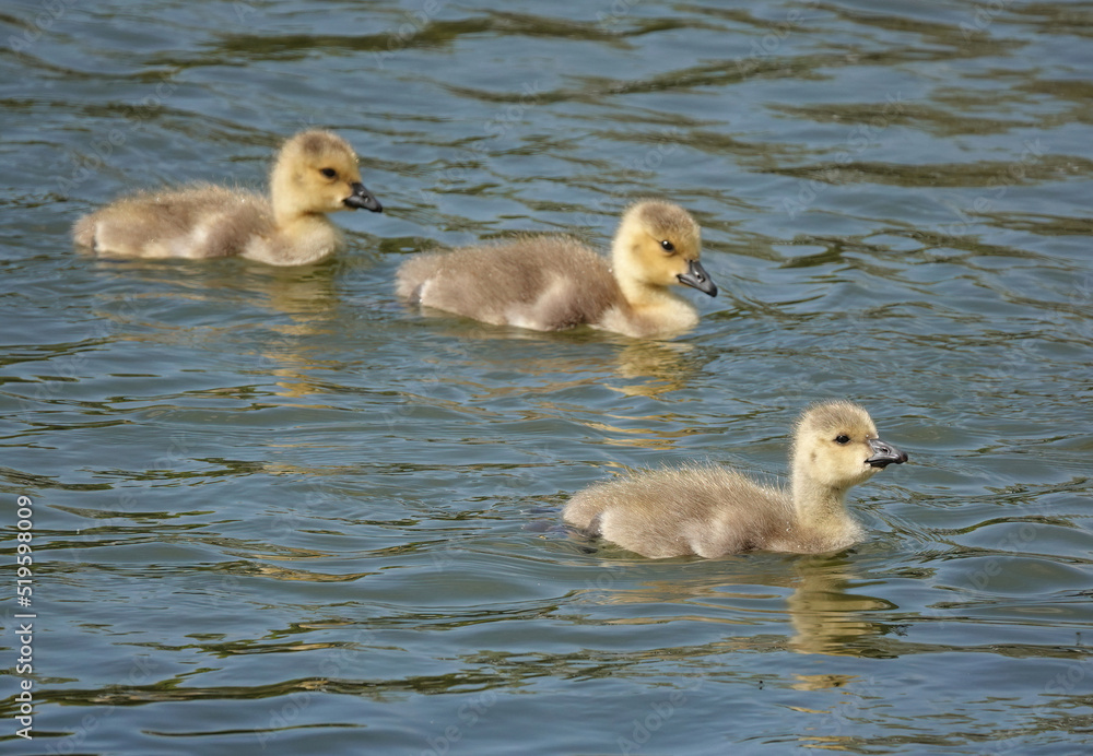 Three young goslings swimming in a lake. Three young goslings swimming in a lake.