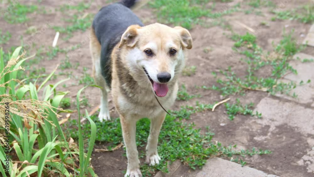a large stray dog lies on the ground. shelter and search for owners for homeless animals. a large stray dog lies on the ground. shelter and search for owners for homeless animals.