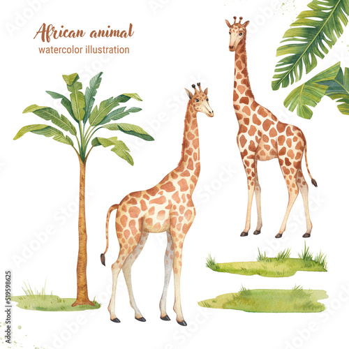 Watercolor illustration of a giraffe and a palm tree isolated on a white background. African fauna. Watercolor hand drawn clipart.