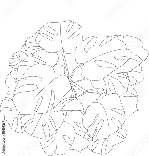 Vector house plant top view. Monstera potted plant illustration. 