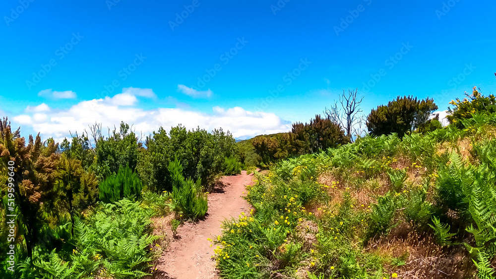 Fototapeta premium Mystical hiking trail through Garajonay National Park, La Gomera, Canary Islands, Spain, Europe. Path overgrown with fern, lush green bush and many other endemic species. Trekking in micro climate