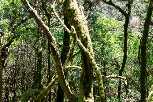 Mystical hiking trail through the dense laurel forest in Garajonay National Park  La Gomera  Canary Islands  Spain  Europe. Central ancient Lush green Laurisilva forests with many endemic species. Awe