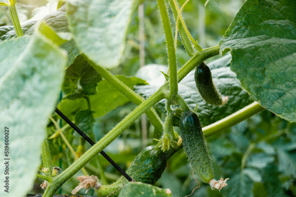 Fresh cucumbers grow on a branch in vegetable garden on old farm Fresh cucumbers grow on a branch in vegetable garden on old farm