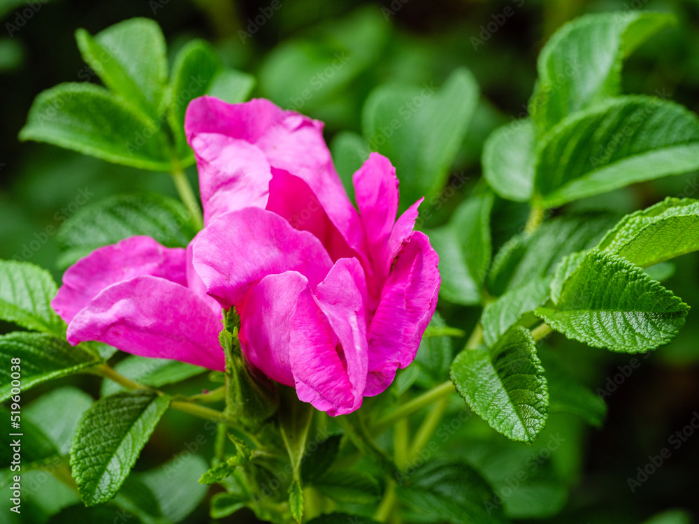 Blooming pink beach rose with green leaves