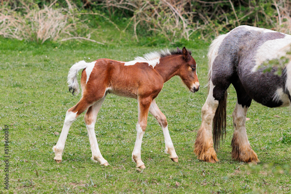Horses, a young newborn foal follows its mother