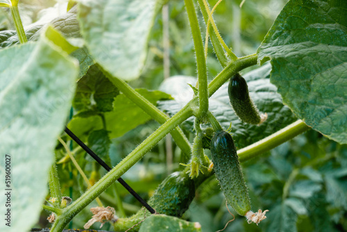 Fresh cucumbers grow on a branch in vegetable garden on old farm