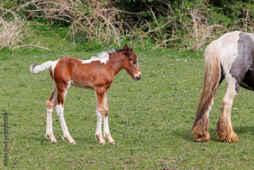 Two horses grazing, a young newborn foal follows mother