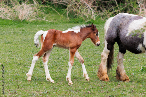 Horses, a young newborn foal follows its mother © GraemeJBaty