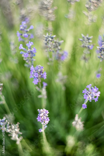 Atmospheric background with natural lavender flower details
