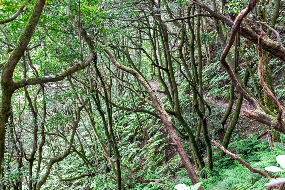 Fototapeta premium Hiking trail through enchanted ancient laurel dense sub tropical forest in the Anaga mountain range on Tenerife, Canary Islands, Spain, Europe, EU. Dense diversified fauna. Trees overgrown with moss