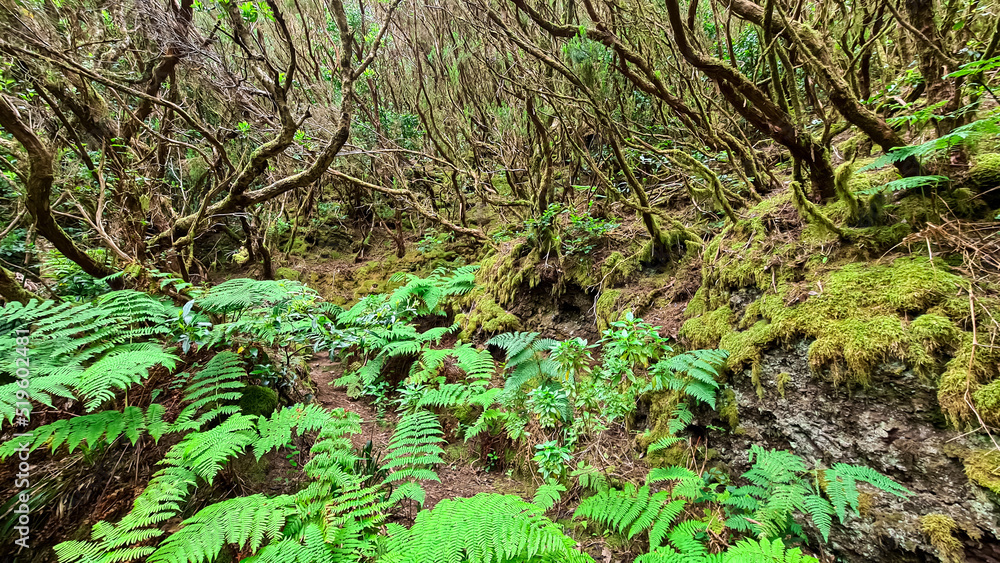 Fototapeta premium Hiking trail through enchanted ancient laurel sub tropical forest in the Anaga mountain range on Tenerife, Canary Islands, Spain, Europe, EU. Dense diversified fauna. Path overgrown with moss and fern