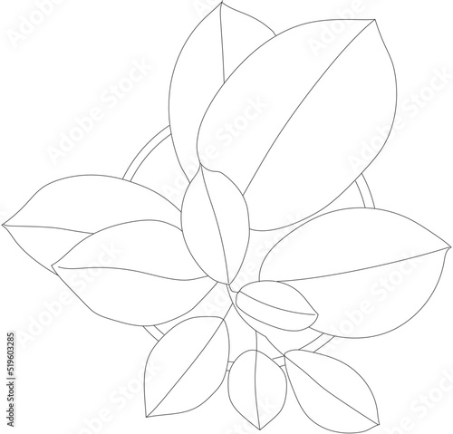 Top view of a philodendron plant. Vector house plant cutout. 