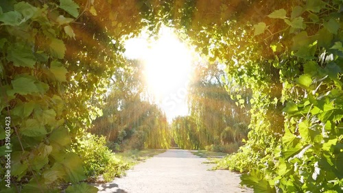 Amazing beautiful tunnel of grape leaves that flutter in the wind and a beautiful setting sun shines ahead. Bright road to heaven. Garden of Eden. UHD 4K zoom-in slow motion video