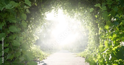 Way to other world. Bright road to paradise. Amazing beautiful tunnel of grape leaves that flutter in wind and attractive bright glow shines ahead. Cinema 4K zoom-in slow motion video photo