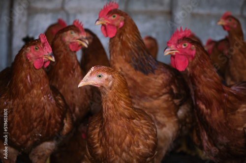 Red Cockerel Rhode Island Red rooster and hen head chicken flock backyard house