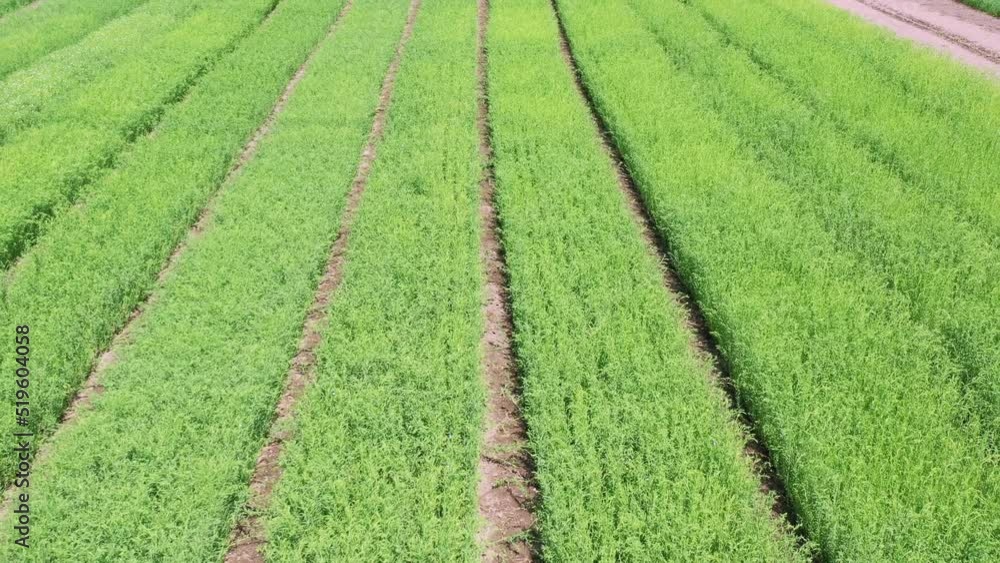 The fields are planted with flax. Green crops are evenly planted in rows on the plantation. Agriculture The fields are planted with flax. Green crops are evenly planted in rows on the plantation. Agriculture