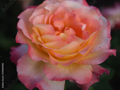 closed-up orange pink rose flower 