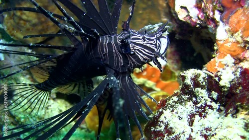 Soldier lionfish (Pterois miles) opening mouth