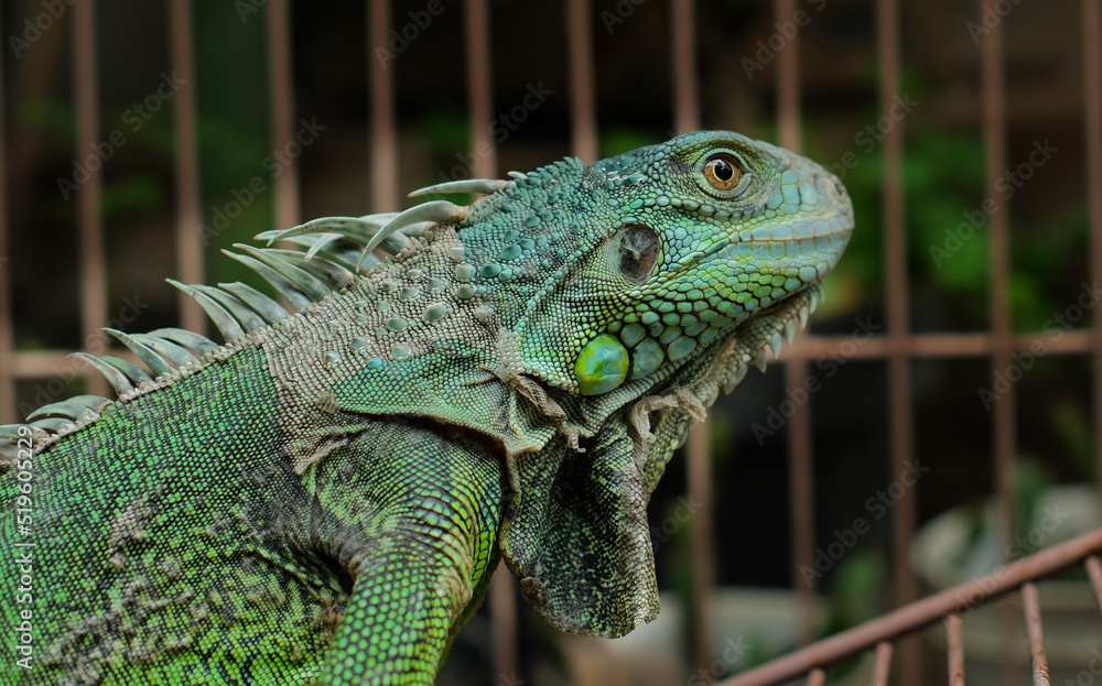 Obraz premium Green Iguana - Close up detail of green iguana. Pet iguana. 