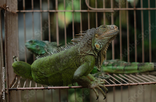 Green Iguana - Close up detail of green iguana. Pet iguana. 