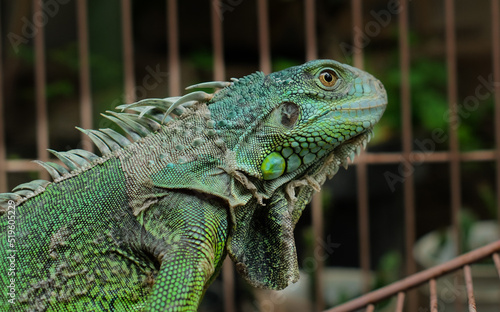 Green Iguana - Close up detail of green iguana. Pet iguana. 