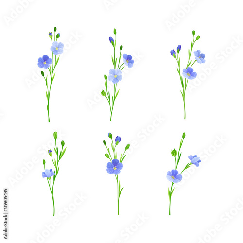 Blue flax or linseed flowers set. Wild or cultivated flowering herbal plant vector illustration