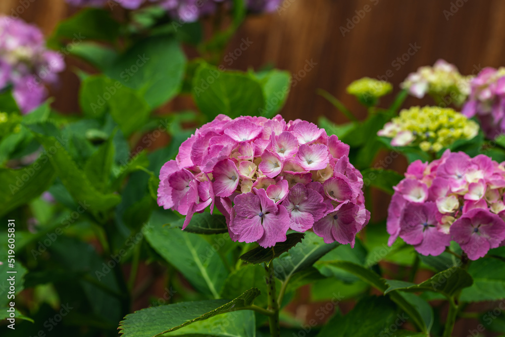 赤紫色の紫陽花 赤紫色の紫陽花