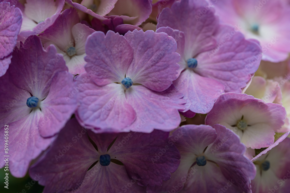 赤紫色の紫陽花 赤紫色の紫陽花