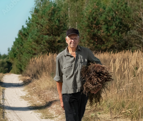 An elderly man has gathered herbs in the field and is walking along a sandy road and smiling. Pine green forest background. Field. Green shirt and dark cap