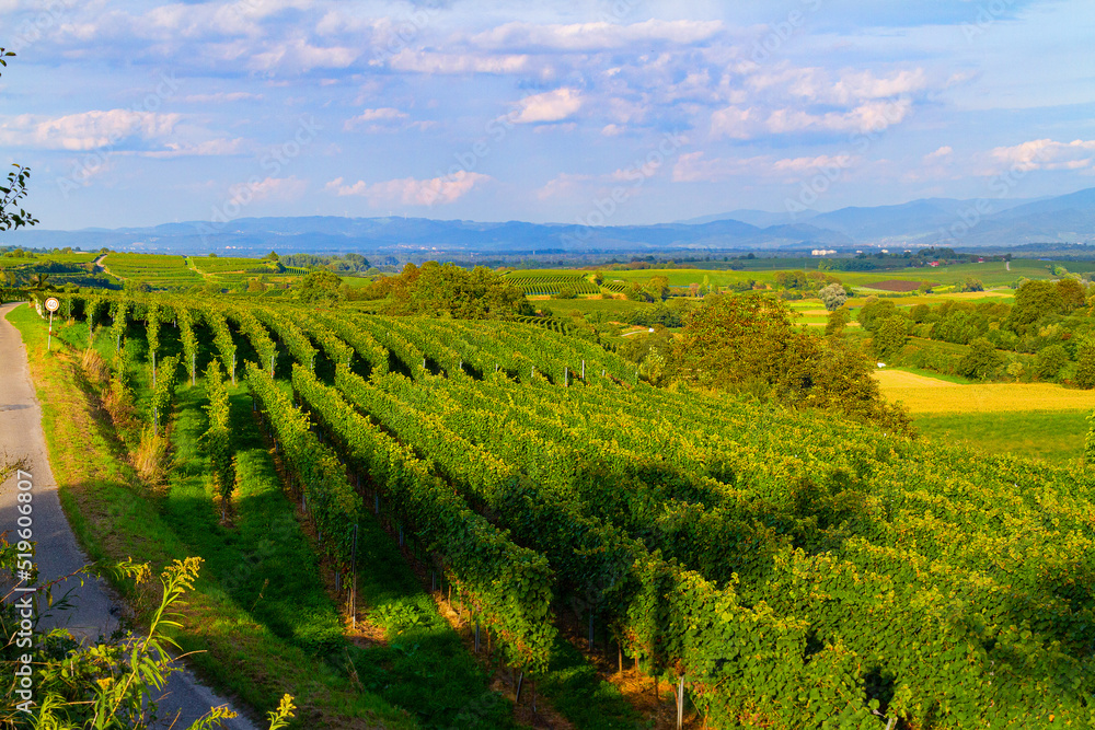 Naklejka premium Weinberge Reben Freiburg Breisach