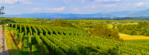 Weinberge Reben Freiburg Breisach