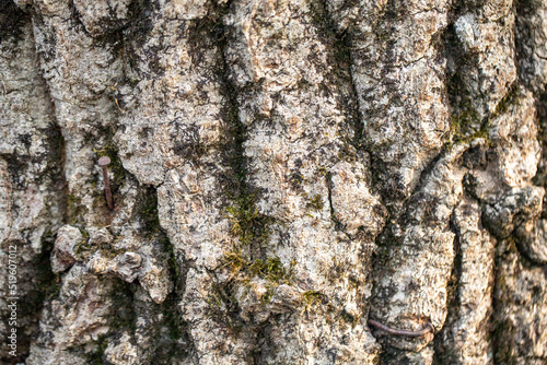 tree bark. Close-up bark background. mossy tree photo