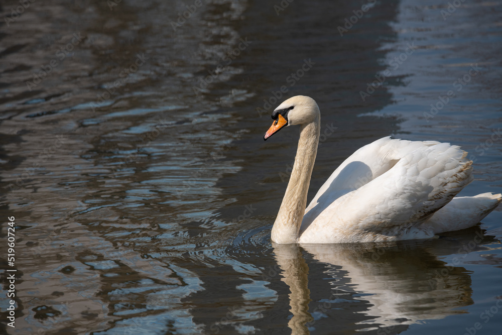 Naklejka premium Nice white swan sweeming on lake at summer sunny day, nature and wild life birds