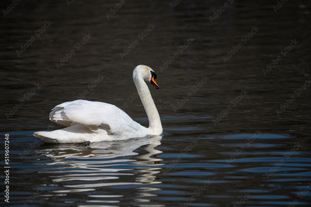 Nice white swan sweeming on lake at summer sunny day, nature and wild life birds Nice white swan sweeming on lake at summer sunny day, nature and wild life birds