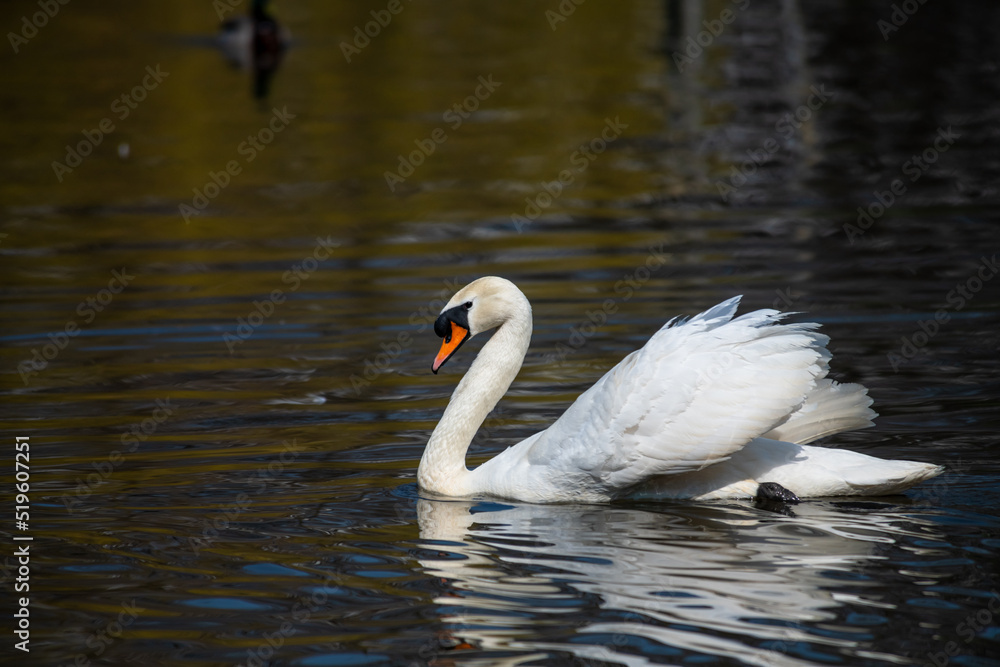 Nice white swan sweeming on lake at summer sunny day, nature and wild life birds Nice white swan sweeming on lake at summer sunny day, nature and wild life birds