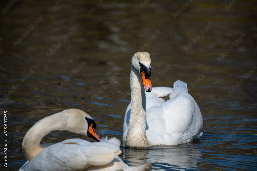 Obraz premium Nice white swan sweeming on lake at summer sunny day, nature and wild life birds