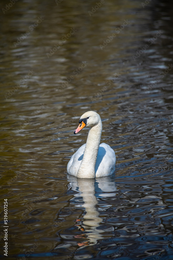Obraz premium Nice white swan sweeming on lake at summer sunny day, nature and wild life birds