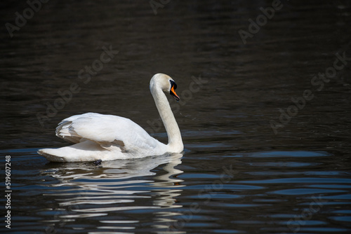 Nice white swan sweeming on lake at summer sunny day  nature and wild life birds