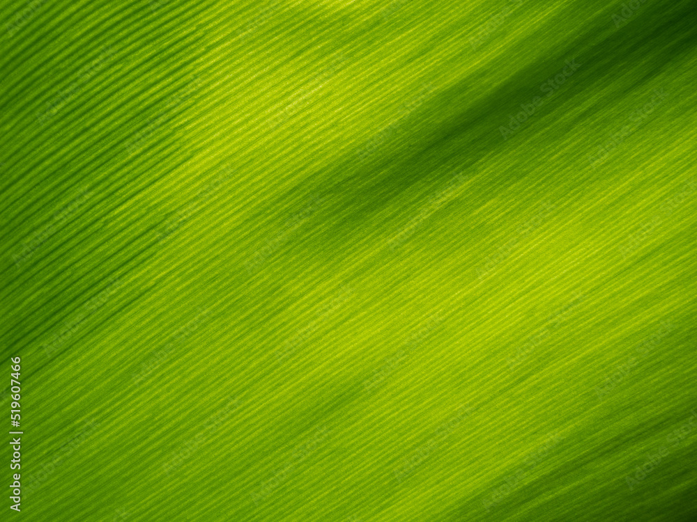 Texture of a green leaf for background and design Texture of a green leaf for background and design
