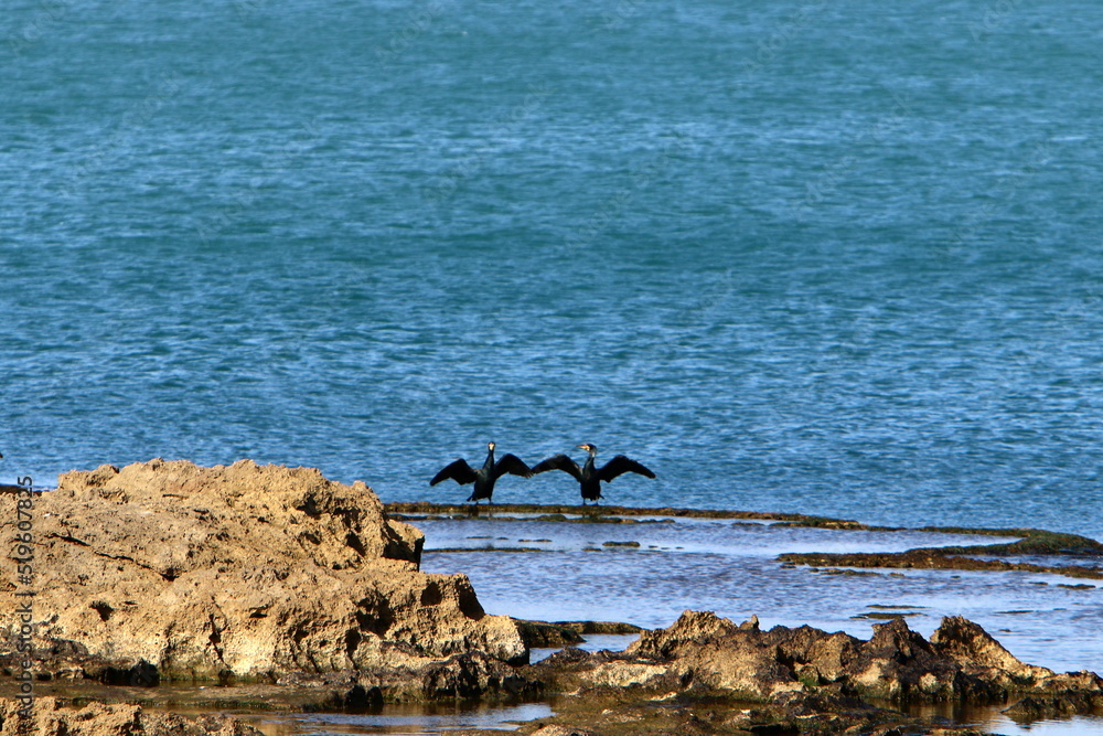 Fototapeta premium Coast of the Mediterranean Sea in the north of the State of Israel.