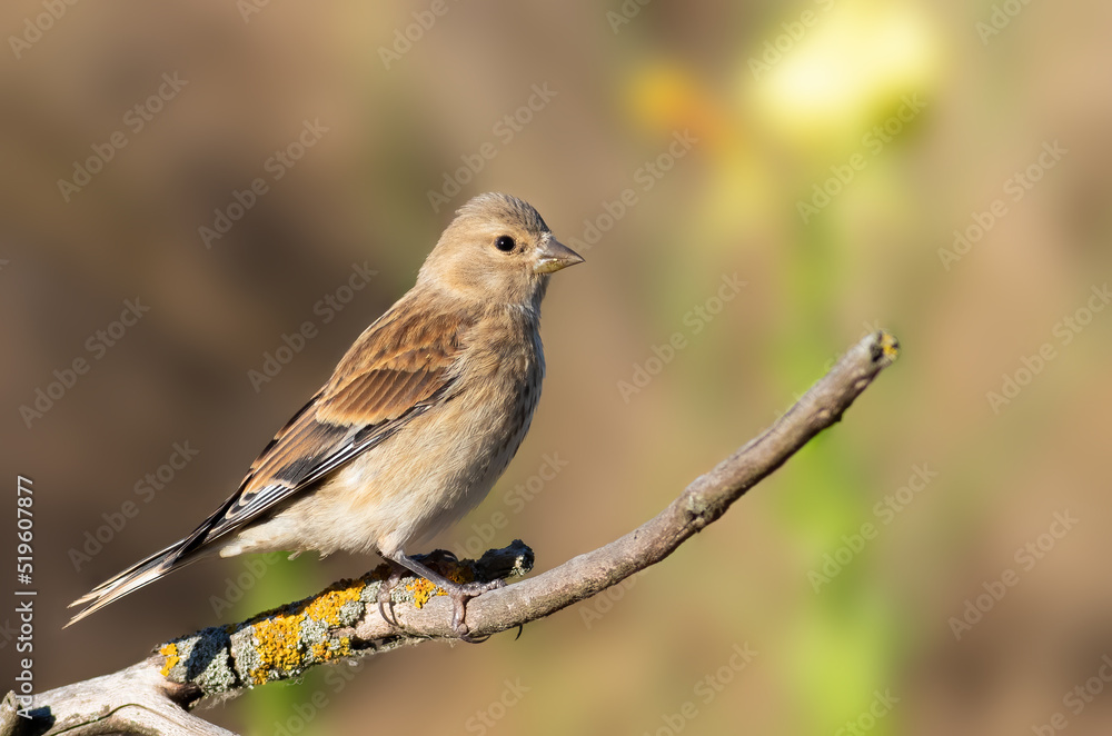 Common linnet, Linaria cannabina. A bird sits on a branch against a beautiful blurred background Common linnet, Linaria cannabina. A bird sits on a branch against a beautiful blurred background