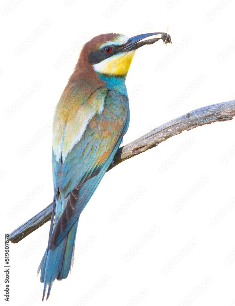 Obraz premium European bee-eater, Merops apiaster. A bird sits on a branch, holding a bee in its beak. On a white background, isolated
