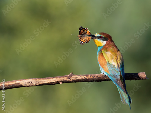 European bee-eater, Merops apiaster. A bird sits on a branch and holds a butterfly in its beak