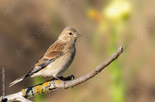 Common linnet, Linaria cannabina. A bird sits on a branch against a beautiful blurred background