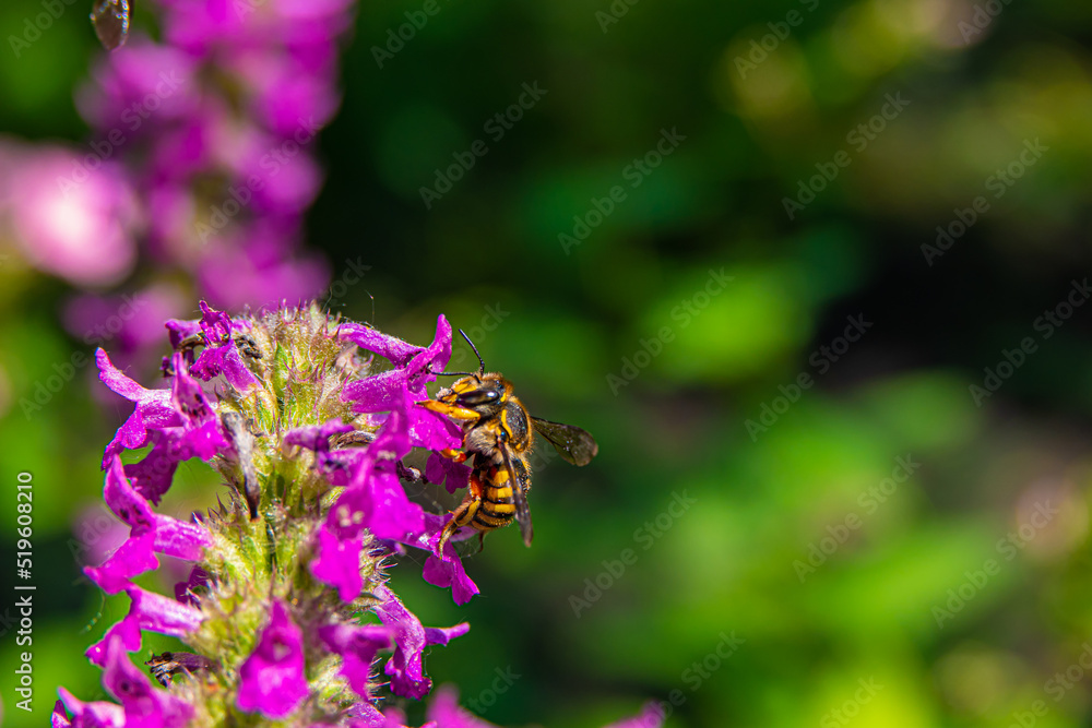 Flying honey bee collecting pollen from tree blossom. Bee in flight over summer background. bees are collecting nectar. Honeybee collecting nectar on a Purple Aster flower in full bloom close up. Flying honey bee collecting pollen from tree blossom. Bee in flight over summer background. bees are collecting nectar. Honeybee collecting nectar on a Purple Aster flower in full bloom close up.