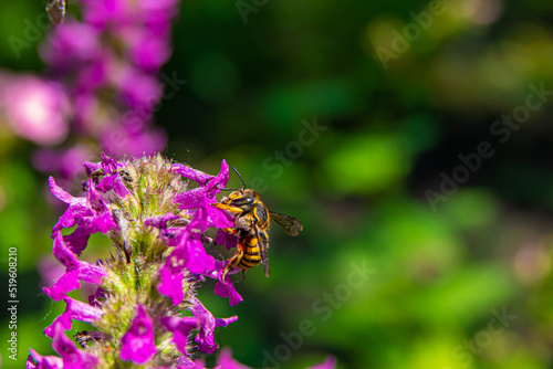 Flying honey bee collecting pollen from tree blossom. Bee in flight over summer background. bees are collecting nectar. Honeybee collecting nectar on a Purple Aster flower in full bloom close up. © Elizabeth