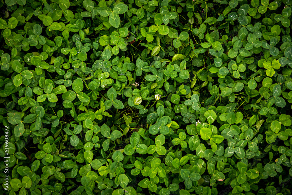 Beautiful green nature, full frame many the green leaf for background, top view. Green leaves with water drop, texture background, natural background and wallpaper. Beautiful green nature, full frame many the green leaf for background, top view. Green leaves with water drop, texture background, natural background and wallpaper.